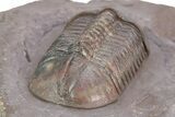 Top Quality Struveaspis Trilobite - Jorf, Morocco #341083-5